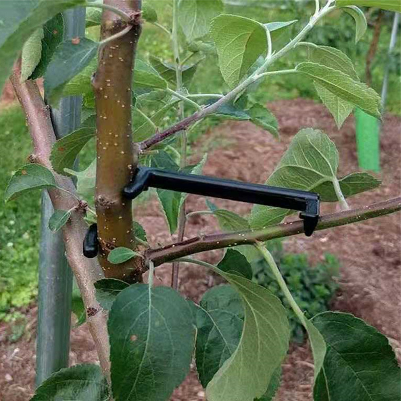 10-30Pcs Fruit Tree Clips Plan - Fruit Roll Up 评论和价格